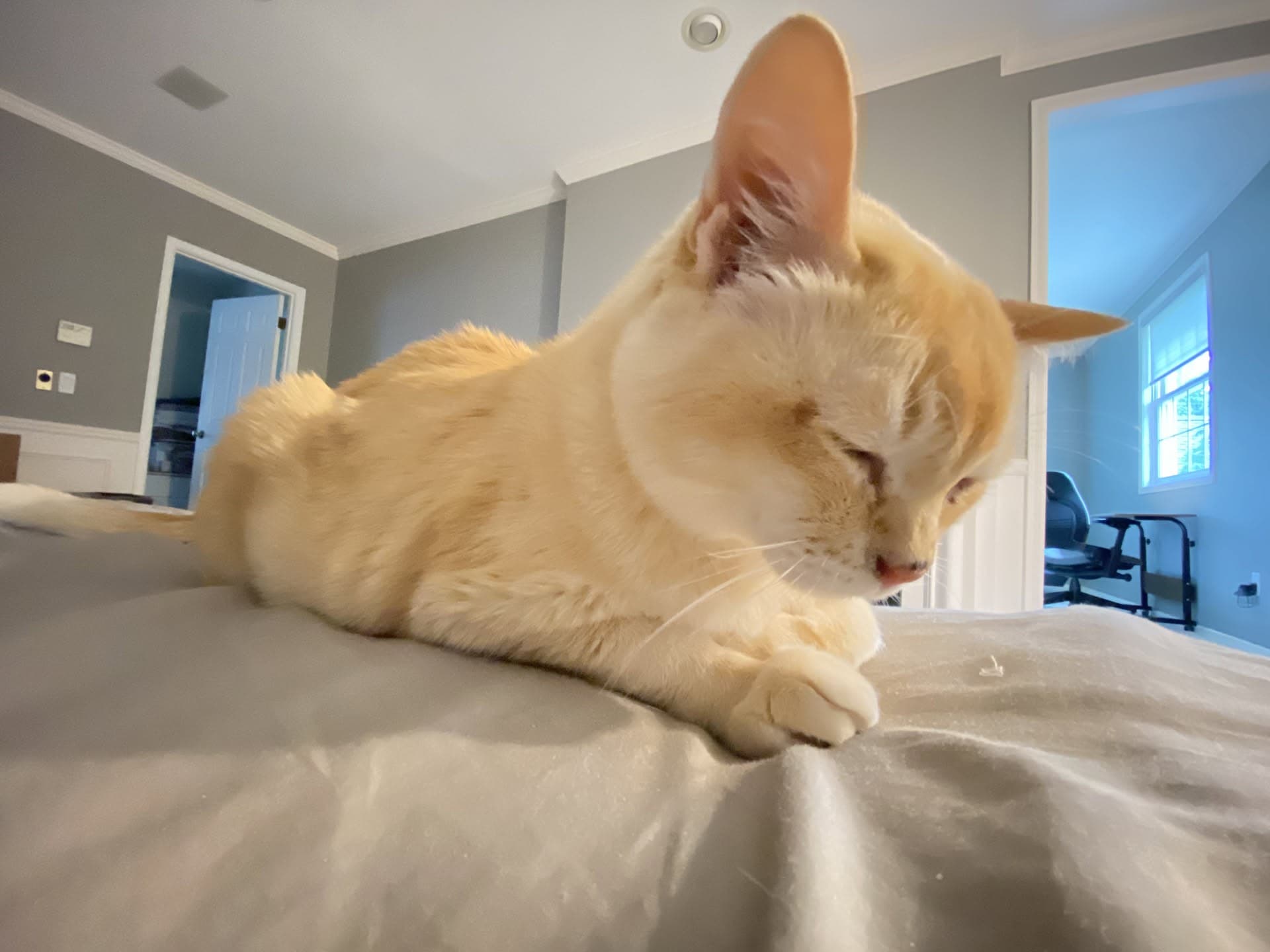 Mon Mon resting quietly on a bed