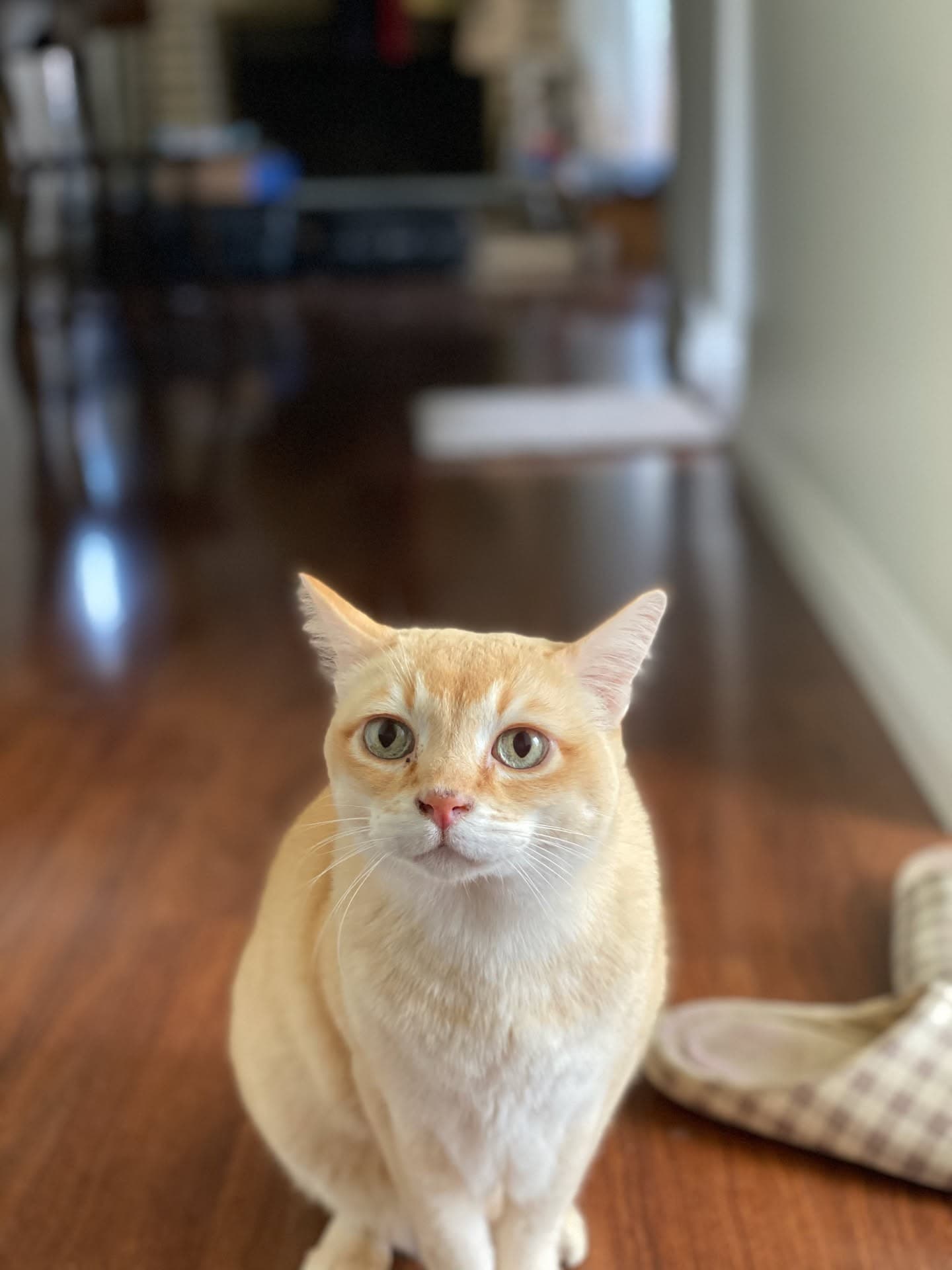 Mon Mon sitting in the hallway and looking at the camera