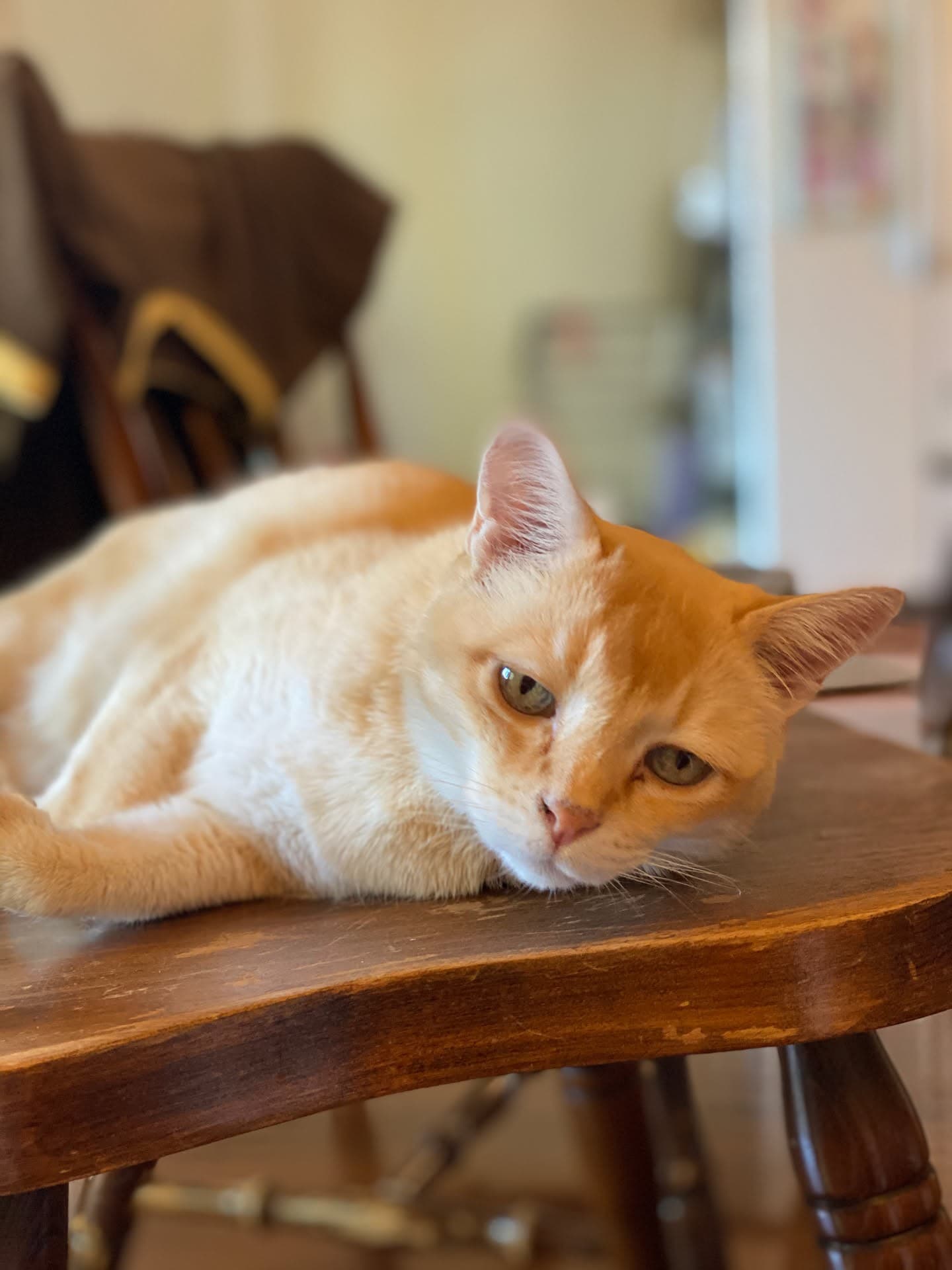 Mon Mon resting on a wooden table